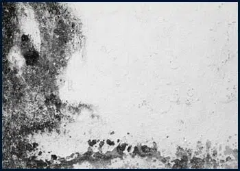 West Palm Beach Emergency Restoration West Palm Beach, FL 561-408-9703 - cont-mold